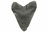 Huge Fossil Megalodon Tooth - South Carolina #374680-2